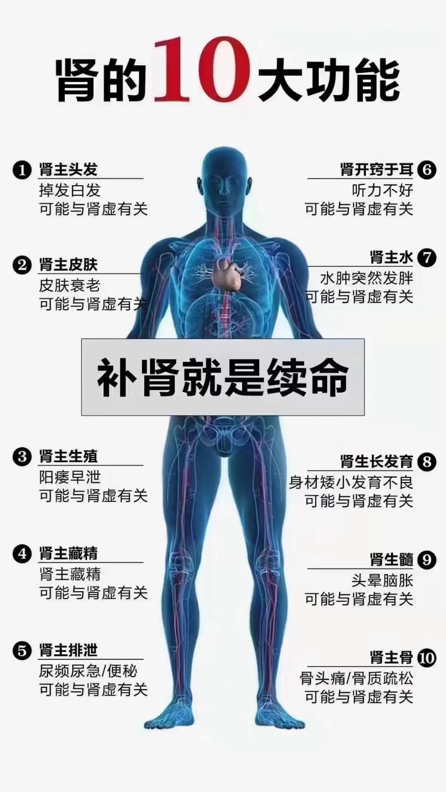 Kidney Patch